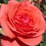 Боб Хоуп9_0x160 Любимый сад